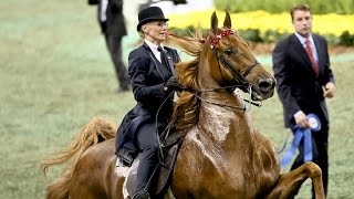 CH Bravo Blue  2015 UPHA American Saddlebred Open FiveGaited Horse of the Year [upl. by Cavit685]