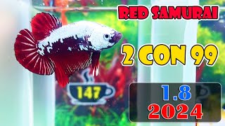 18 MINI GAME 223  60Kcon 2 BETTA 99K  ZL O9433OO365  Đợt Cá NEMO GLX FCCP 41  141 [upl. by Curtice]