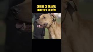 Comment fonctionne le drive d’un chien de travail dog k9 pitbull viral shorts trending video [upl. by Aket946]