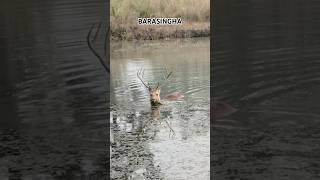 BARASINGHA kanhatigerreserve madhyapradesh barasingha wildlifeanimals [upl. by Nitsug]