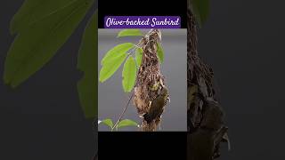 Olivebacked Sunbird Raising baby birds sunbird olivebackedsunbird sungeibulohwetlandreserve [upl. by Bergess]