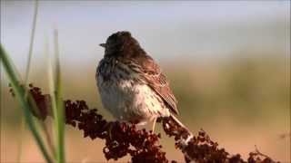 Meadow Pipit Alarmcall and singing flight  Graspieper Alarmroep en zangvlucht Anthus Pratensis [upl. by Isaiah694]