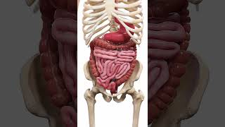 🍽️ Peristalsis The WaveLike Motion of Digestion 🍽️ anatomy [upl. by Lleihsad]