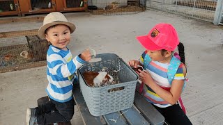 卡迪夫小农场一日游 Cefn Mably Farm Park Cardiff August 2022 [upl. by Adnot581]