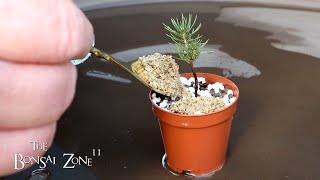 Repotting a Volunteer Elm and Spruce The Bonsai Zone Feb 2024 [upl. by Eehtomit]