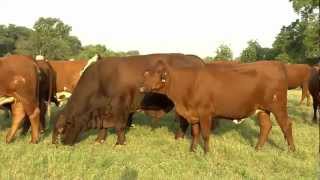 Gert Bullscom  What are Santa Gertrudis Cattle [upl. by Attezi]