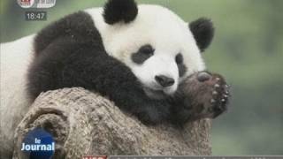 Deux pandas attendus au zoo de Beauval [upl. by Hubie609]