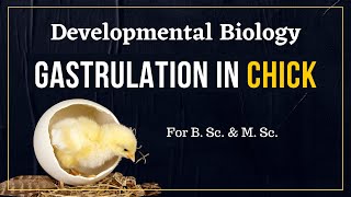 Gastrulation in chick  Developmental Biology [upl. by Erikson]