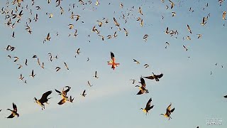 Bird Hunting  Goose and Dove  by ShotKam [upl. by Deryl]