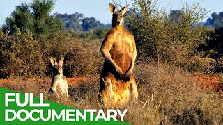 Wildlife  Episode 3 Kangaroos  Kings of the Outback  Free Documentary Nature [upl. by Manbahs]