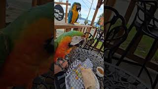 Coffee and macaws macaw parrot smackdown [upl. by Orton781]