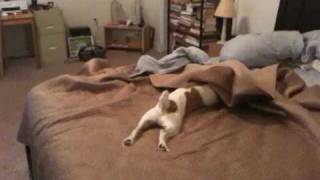 Jack Russell Terrier CLyde  Bed Surfing [upl. by Oirram]