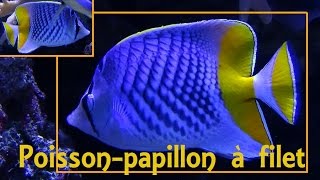 Chaetodon xanthurus  Bleeker 1857 HD Poissonpapillon à filet  Aqua Porte Dorée  122014 [upl. by Arrakat]