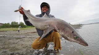 Shark Fishing in Alaska From The Beach [upl. by Mukerji]