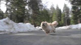 The Worlds fastest Pekingese Dog [upl. by Hovey760]