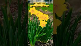 Daffodils flower it have beta carotene gene and this gene is precursor of vitamin A [upl. by Fredie]