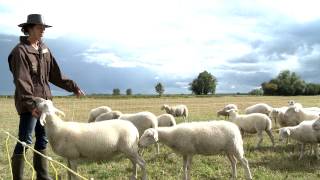 La ferme dAlice  Elevage de brebis en agriculture biologique [upl. by Eyahc]