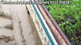 Wholesale Nursery plants  Nursery plant supplier farming [upl. by Esya]