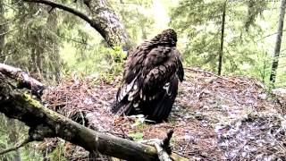 Goshawk attacks cause the death of Lesser Spotted Eagle dear Stephi [upl. by Ryhpez]