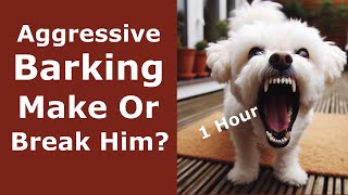 Aggressive Dog Barking 1 Hour  Angry Loud Barking Sounds For 60 Minutes  6 Dog Breeds Barking [upl. by Ebeohp728]