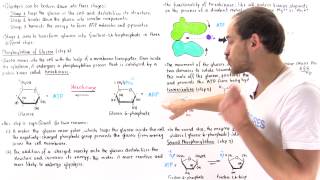 Stage 1 of Glycolysis Steps 123 [upl. by Tarsus]