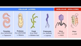 Intro to Pathogens Lecture [upl. by Netsirhk]