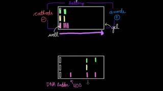 Gel Electrophoresis [upl. by Merola]