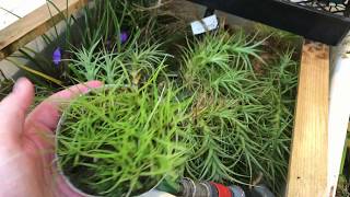 AIR PLANT UPDATE WATERING FERTILIZING AND TRIMMING DEAD TILLANDSIA BLOOM SPIKES [upl. by Euqinaj]