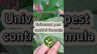 Universal pest control formula shortvideo plants youtubeshorts shorts garden farming [upl. by Latrice873]