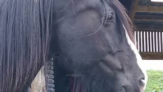 Hetty the shire horse shirehorse horse equestrian manorfarm england [upl. by Soane10]