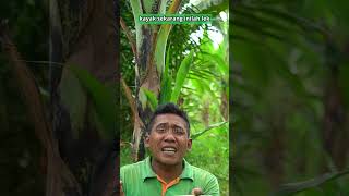 Awas Musim Ulat Penggulung Daun Pisang Shorts [upl. by Paik508]