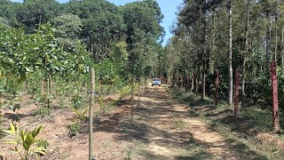 3 Acres of coffee plantation for sale in Sakleshpur [upl. by Landan]