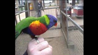 Bird Farts On My Hand [upl. by Acinet]