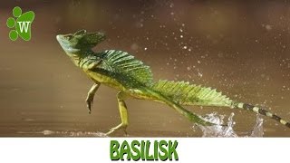 Basilisk  The Jesus Christ Lizard [upl. by Katina]