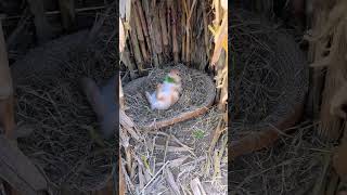 What is the little rabbit doing in the nest Cute pet debut plan Rabbit rural cute pet [upl. by Nesmat]