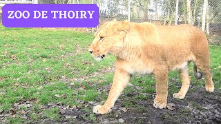 LE ZOO DE THOIRY visite du magnifique parc zoologique dans les Yvelines [upl. by Lagiba]