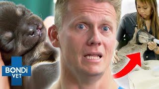 Top 5 Risky Anesthetics 🆘⚠️  Bondi Vet Compilation [upl. by Elfrida381]