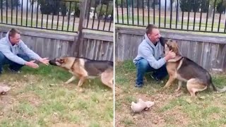 Emotional moment German Shepherd reunited with military owner [upl. by Trembly]