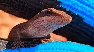 Green Anoles in the Fall anole [upl. by Critta940]