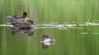 Hooded Mergansers at Rotary Park [upl. by Ylrebmic505]