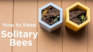 How to Keep Solitary Bees [upl. by Nnylanna713]