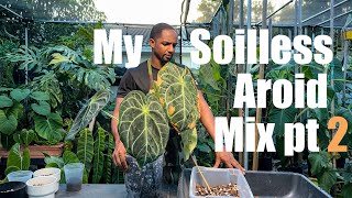 SOILLESS AROID POTTING MIX PT 2  Repotting my Anthurium 🌱🤌🏾 [upl. by Zarah]