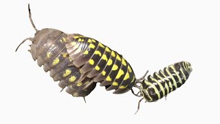 Comparing Isopods Armadillidium gestroi A granulatum and A maculatum Yellow [upl. by Netsirhk]