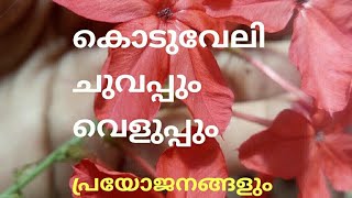 Koduveliകൊടുവേലി വെളുപ്പുംചുവപ്പും [upl. by Studnia]