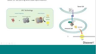 ImmunoOncology Drug Development Profiling Immunomodulatory Biologics and Compounds [upl. by Alyar]