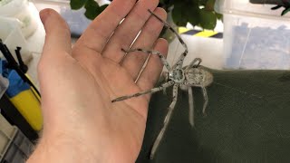 Giant Huntsman Spider from Australia [upl. by Rhynd275]