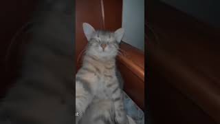 Mon chat sur son iPhone [upl. by Tioneb]