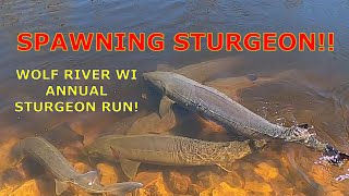 STURGEON SPAWNING WOLF RIVER WISCONSIN 2024 [upl. by Hanah]