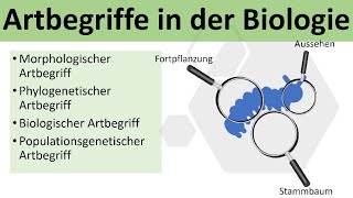 Artbegriffe in der Biologie biologischer und morphologischer Artbegriff  Evolution Oberstufe [upl. by Luane]