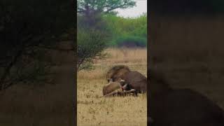 Two male lions fought fiercely shorts lion [upl. by Josy]